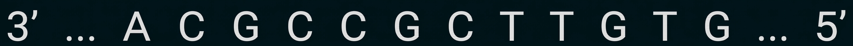 DNA-Einzelstrangsequenz: 3' ... A C G C C G C C G T T G T G ... 5'